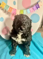 Shrek, a male Bernedoodle for sale in Apopka, FL – Photo 2 of 4