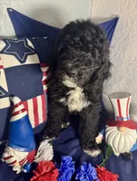 Shrek, a female Bernedoodle for sale in Apopka, FL – 1 of 6