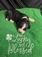 Shamrock, a male Bernedoodle for sale in Apopka, FL – Photo 2 of 4