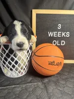 Shamrock, a male Bernedoodle for sale in Apopka, FL – Photo 3 of 4