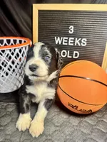 Shamrock, a male Bernedoodle for sale in Apopka, FL – Photo 4 of 4