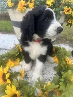 Shamrock, a male Bernedoodle for sale in Apopka, FL – 3 of 7