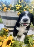 Shamrock, a male Bernedoodle for sale in Apopka, FL – 2 of 7