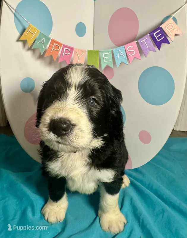 Shamrock – Bernedoodle puppy for sale in Apopka, FL