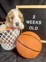 Clover, a female Bernedoodle for sale in Apopka, FL – Photo 3 of 4