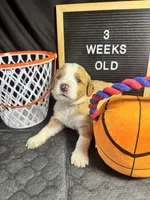 Clover, a female Bernedoodle for sale in Apopka, FL – Photo 2 of 4