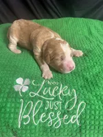 Clover, a female Bernedoodle for sale in Apopka, FL – Photo 4 of 4