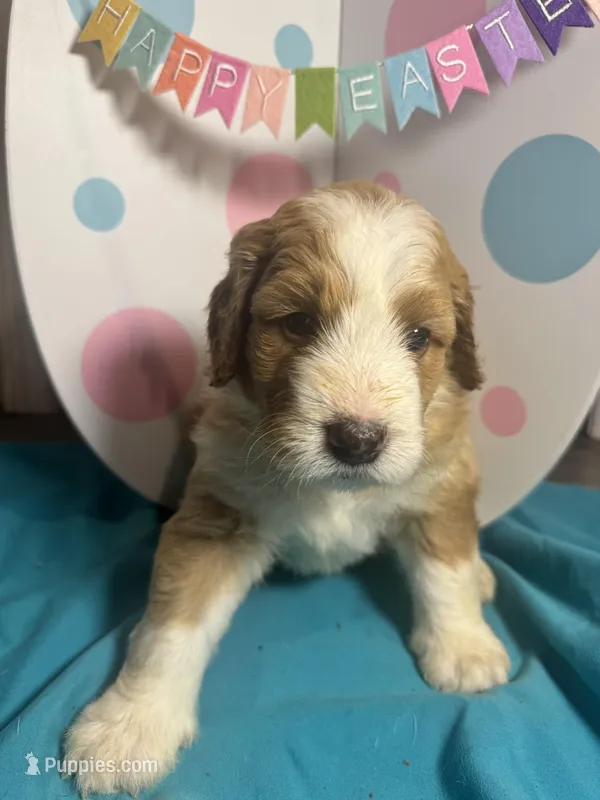 Clover – Bernedoodle puppy for sale in Apopka, FL