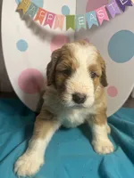 Clover, a female Bernedoodle for sale in Apopka, FL – Photo 1 of 4