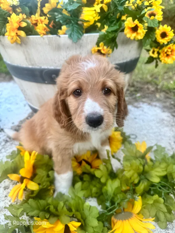 Ivy – Bernedoodle puppy for sale in Apopka, FL