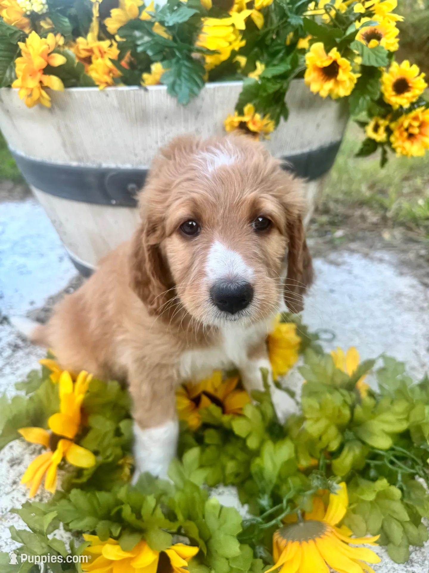 Ivy, a female Bernedoodle for sale in Apopka, FL – 3 of 9