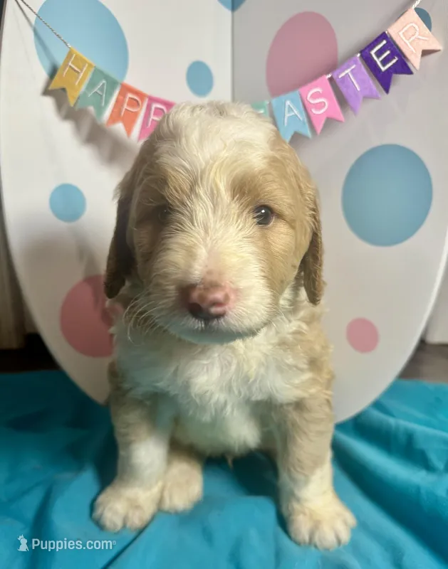 Donatello – Bernedoodle puppy for sale in Apopka, FL