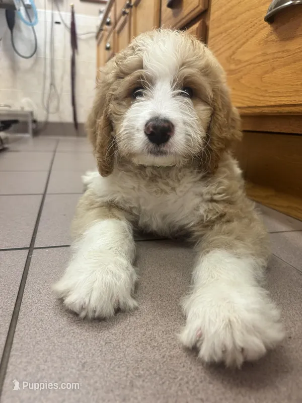 Donatello – Bernedoodle puppy for sale in Apopka, FL