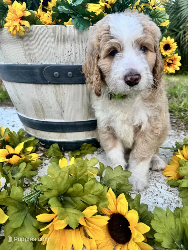 Donatello – Bernedoodle puppy for sale in Apopka, FL