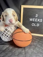 Donatello, a male Bernedoodle for sale in Apopka, FL – Photo 2 of 4