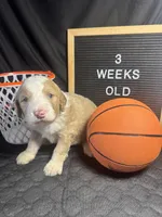 Donatello, a male Bernedoodle for sale in Apopka, FL – Photo 4 of 4