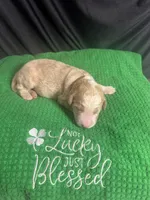 Donatello, a male Bernedoodle for sale in Apopka, FL – Photo 3 of 4