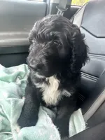 Fiona , a female Bernedoodle for sale in Apopka, FL – 2 of 4
