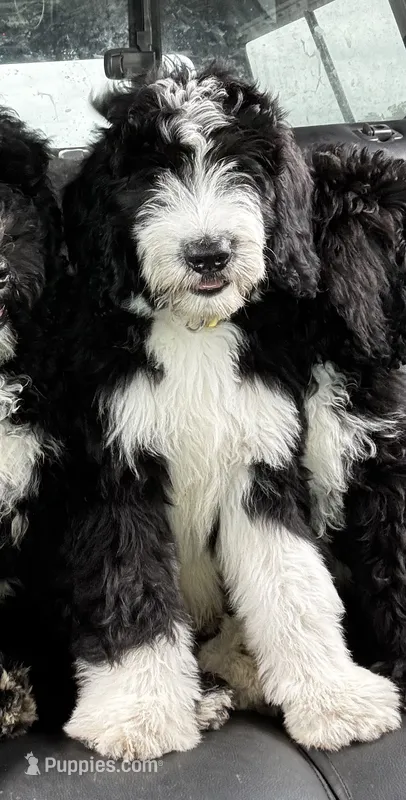 Shamrock – Bernedoodle puppy for sale in Apopka, FL