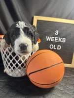 Kash, a male Bernedoodle for sale in Apopka, FL – Photo 2 of 4