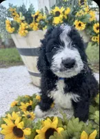 Kash, a male Bernedoodle for sale in Apopka, FL – 4 of 8