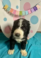 Kash, a male Bernedoodle for sale in Apopka, FL – Photo 1 of 4