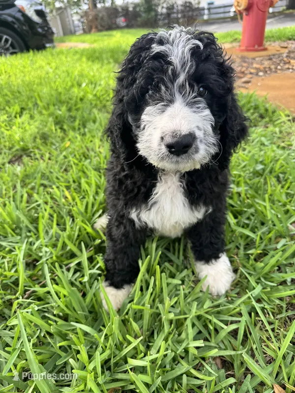 Kash – Bernedoodle puppy for sale in Apopka, FL