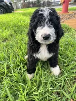 Kash, a male Bernedoodle for sale in Apopka, FL – 1 of 8