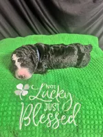 Kash, a male Bernedoodle for sale in Apopka, FL – Photo 4 of 4