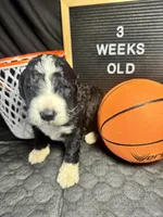 Kash, a male Bernedoodle for sale in Apopka, FL – Photo 3 of 4