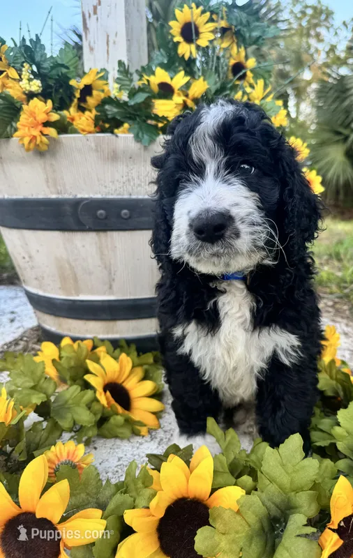Kash – Bernedoodle puppy for sale in Apopka, FL