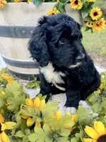 Fiona , a female Bernedoodle for sale in Apopka, FL – 2 of 6