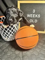 Fiona , a female Bernedoodle for sale in Apopka, FL – Photo 2 of 4