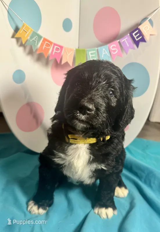 Fiona  – Bernedoodle puppy for sale in Apopka, FL