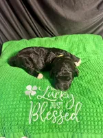 Fiona , a female Bernedoodle for sale in Apopka, FL – Photo 4 of 4