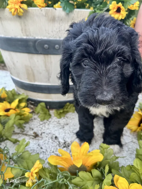 Fiona  – Bernedoodle puppy for sale in Apopka, FL