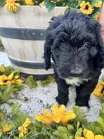 Fiona , a female Bernedoodle for sale in Apopka, FL – 1 of 6