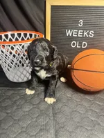 Fiona , a female Bernedoodle for sale in Apopka, FL – Photo 3 of 4