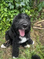 Fiona , a female Bernedoodle for sale in Apopka, FL – 4 of 4