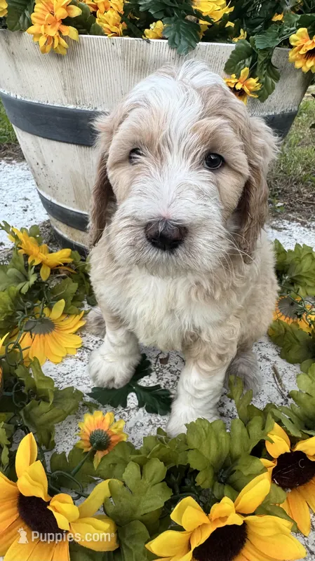 Olive  – Bernedoodle puppy for sale in Apopka, FL
