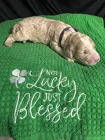 Olive , a female Bernedoodle for sale in Apopka, FL – Photo 2 of 4