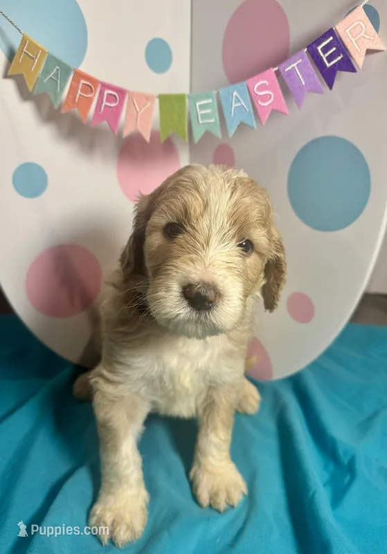 Olive  – Bernedoodle puppy for sale in Apopka, FL