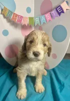 Olive , a female Bernedoodle for sale in Apopka, FL – Photo 1 of 4