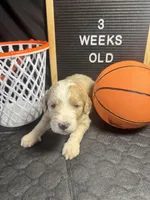 Olive , a female Bernedoodle for sale in Apopka, FL – Photo 4 of 4