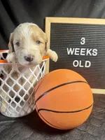 Olive , a female Bernedoodle for sale in Apopka, FL – Photo 3 of 4