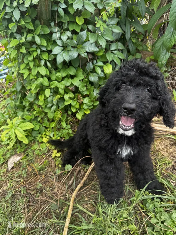 Pickles – Bernedoodle puppy for sale in Apopka, FL