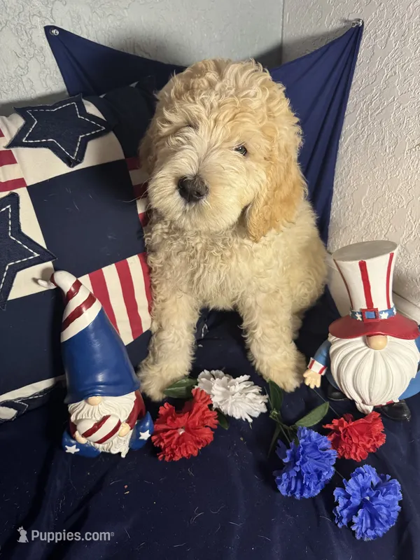 Wasabi – Bernedoodle puppy for sale in Apopka, FL