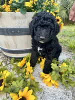 Pickles, a male Bernedoodle for sale in Apopka, FL – 1 of 6
