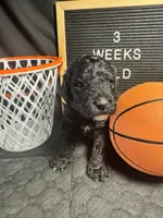 Pickles, a male Bernedoodle for sale in Apopka, FL – Photo 4 of 4