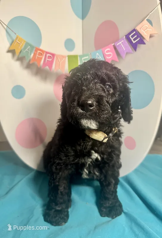 Pickles – Bernedoodle puppy for sale in Apopka, FL